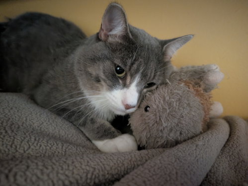 Rhodes, a cat for adoption from Animal Rescue Network / Reseau Secours Animal