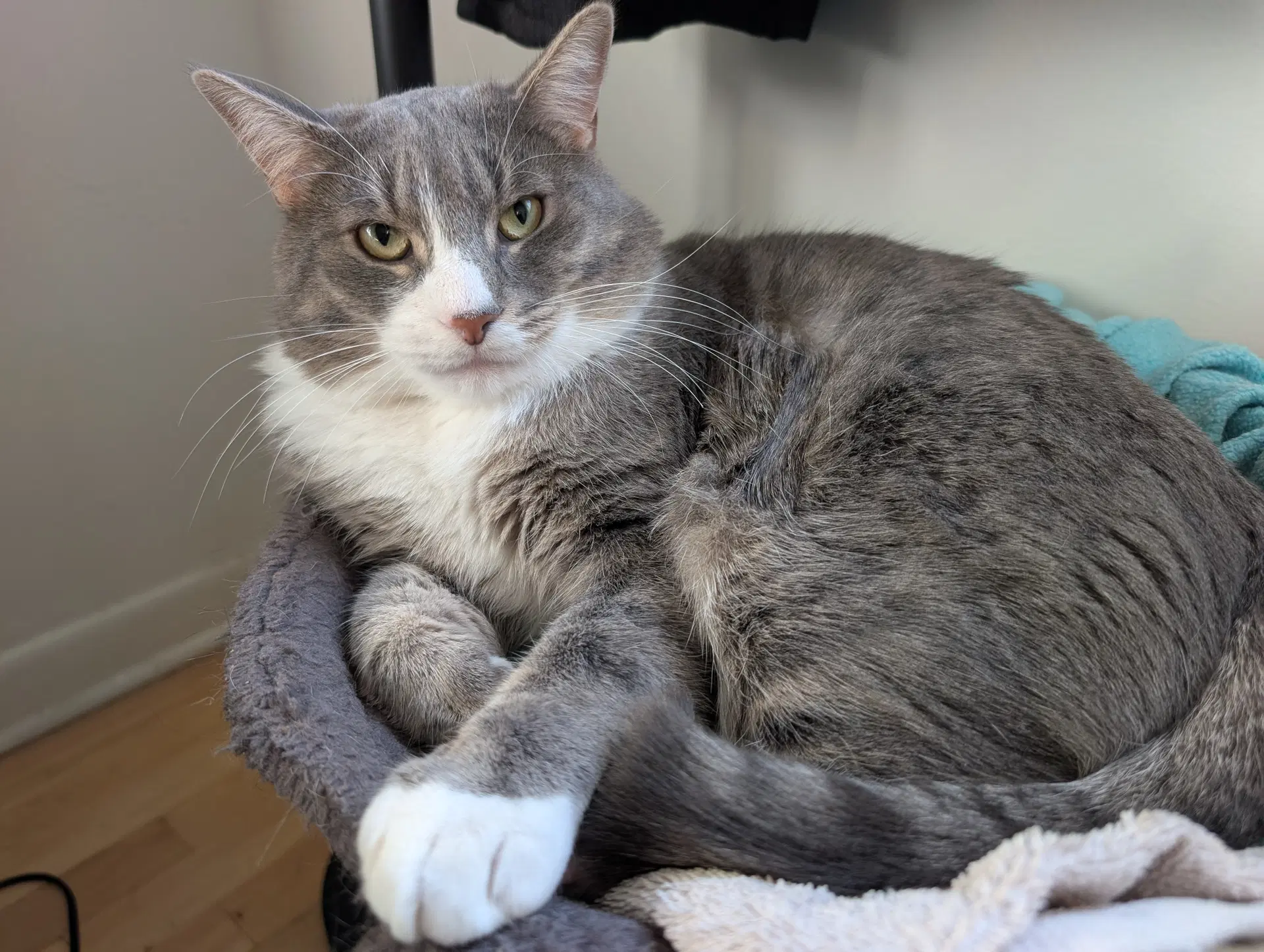 Rhodes - Domestic Short Hair