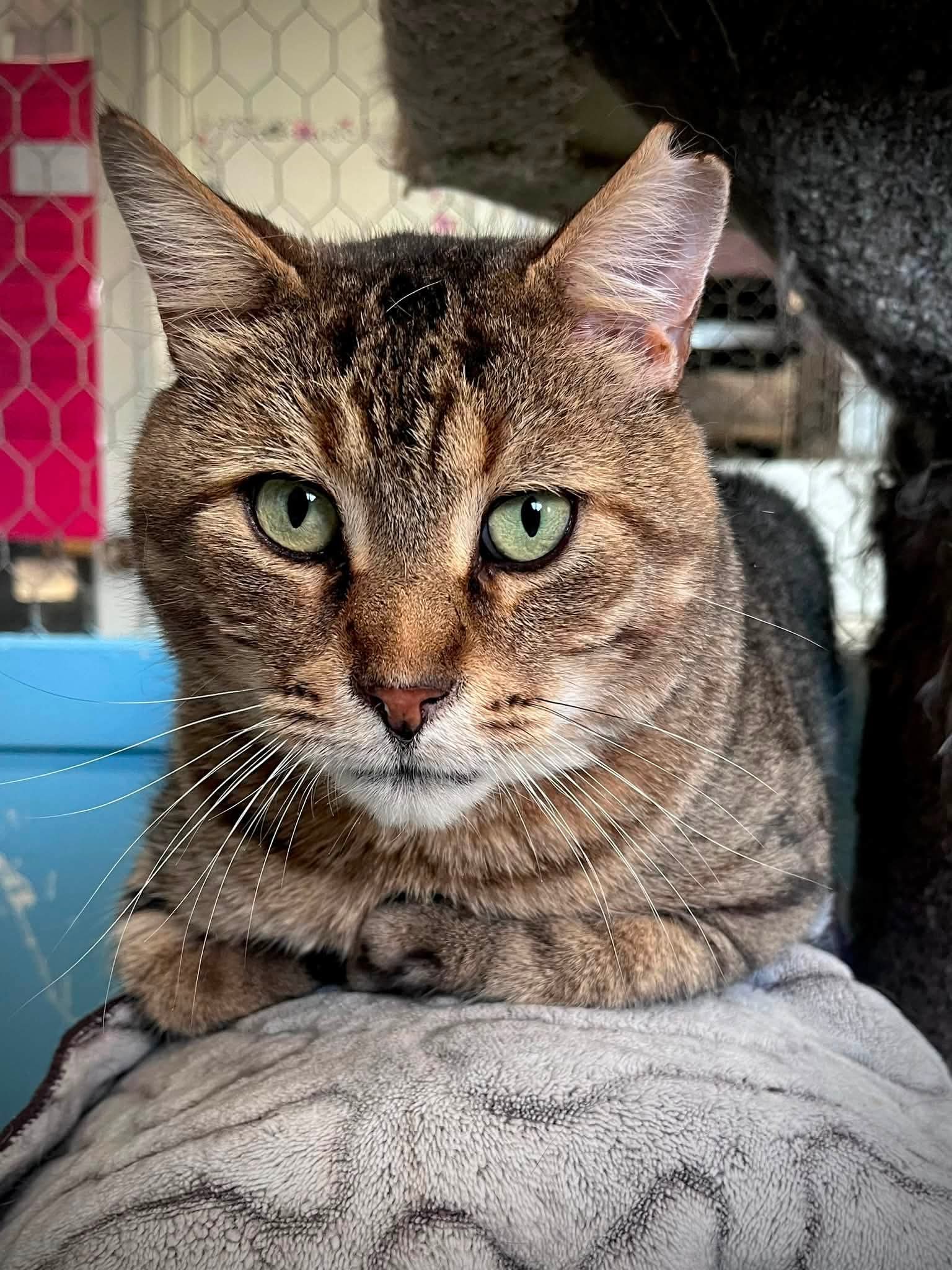 Toes, Domestic Short Hair