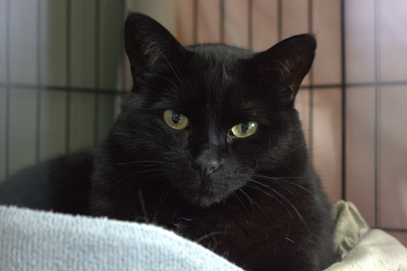 Mulan, Domestic Short Hair