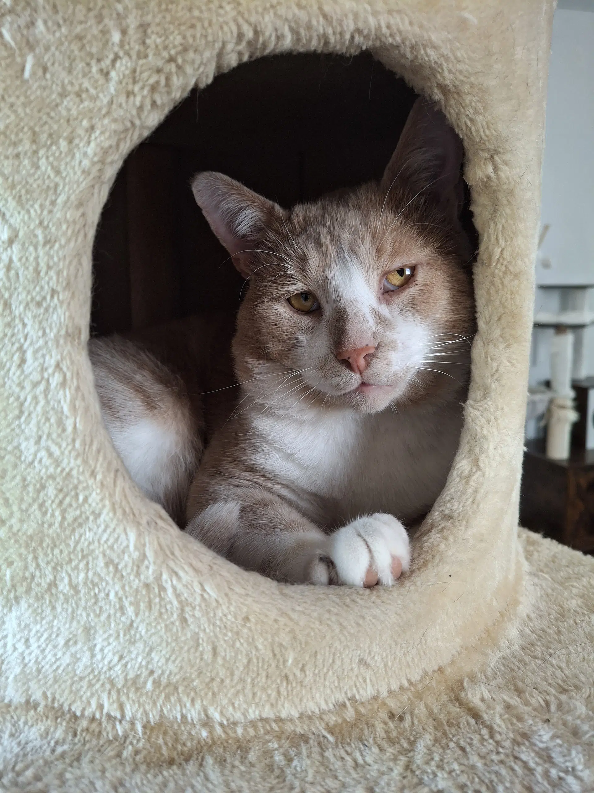 Momo - Domestic Short Hair