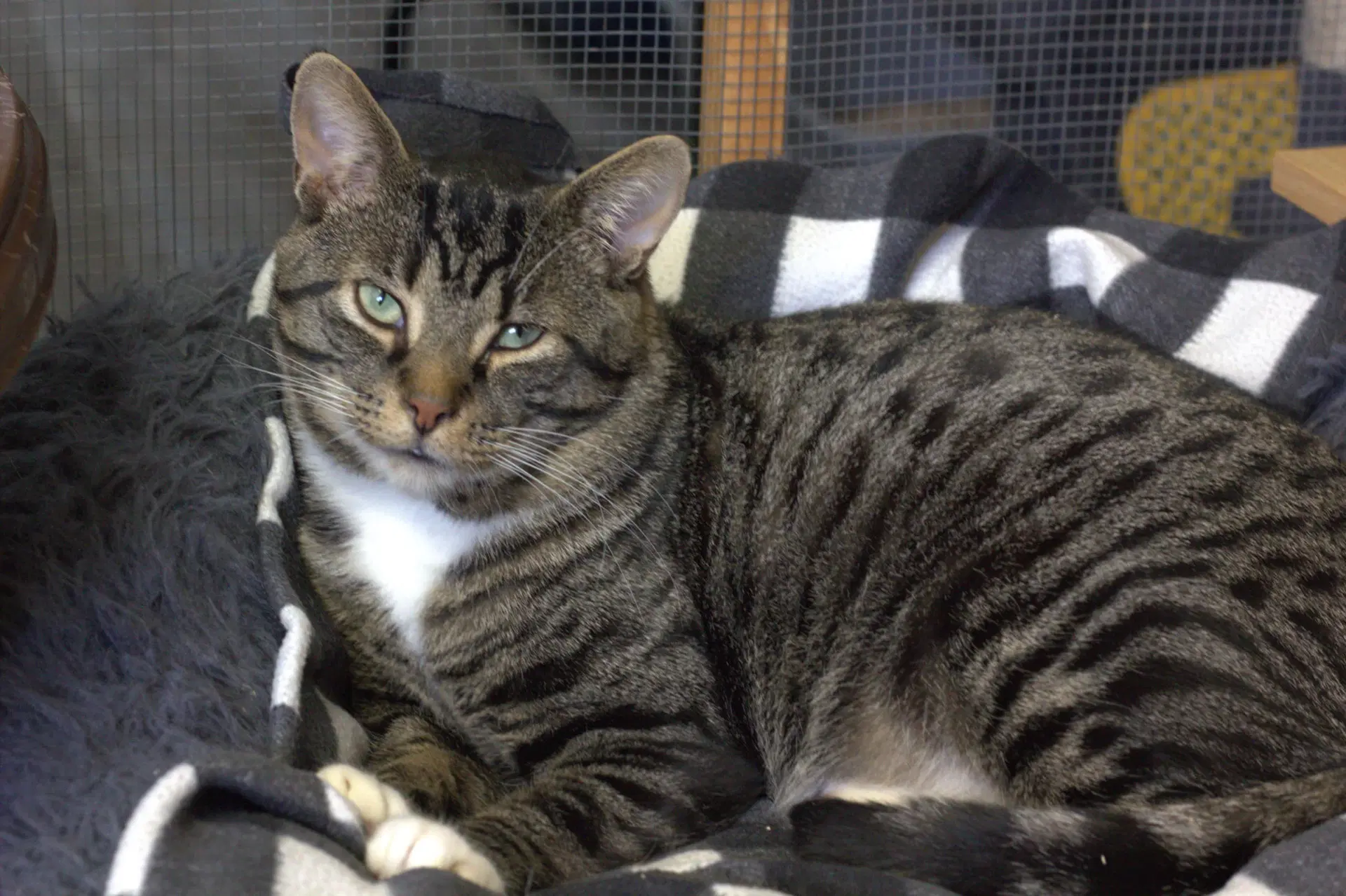 Domino - Domestic Short Hair