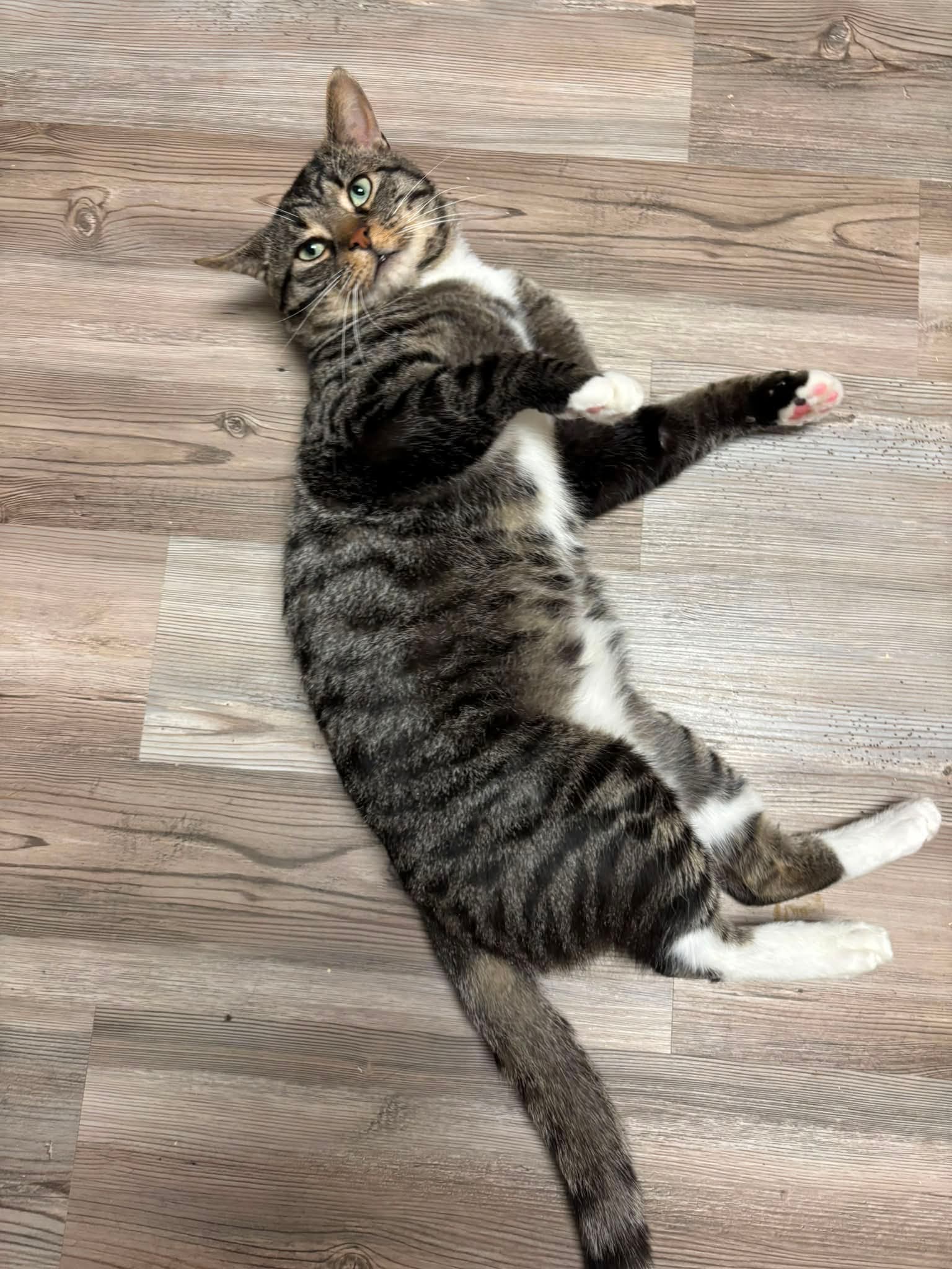 Domino image 2