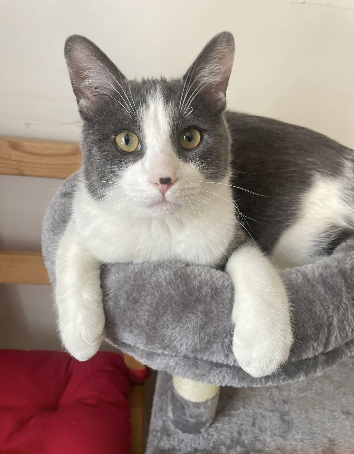 Verou, Domestic Short Hair