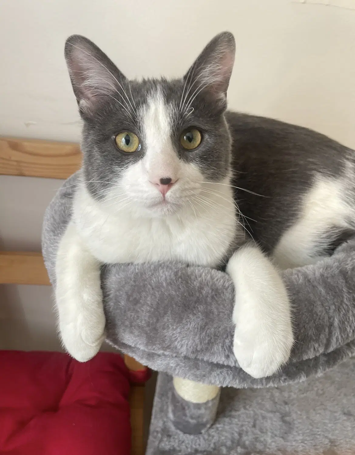 Verou - Domestic Short Hair