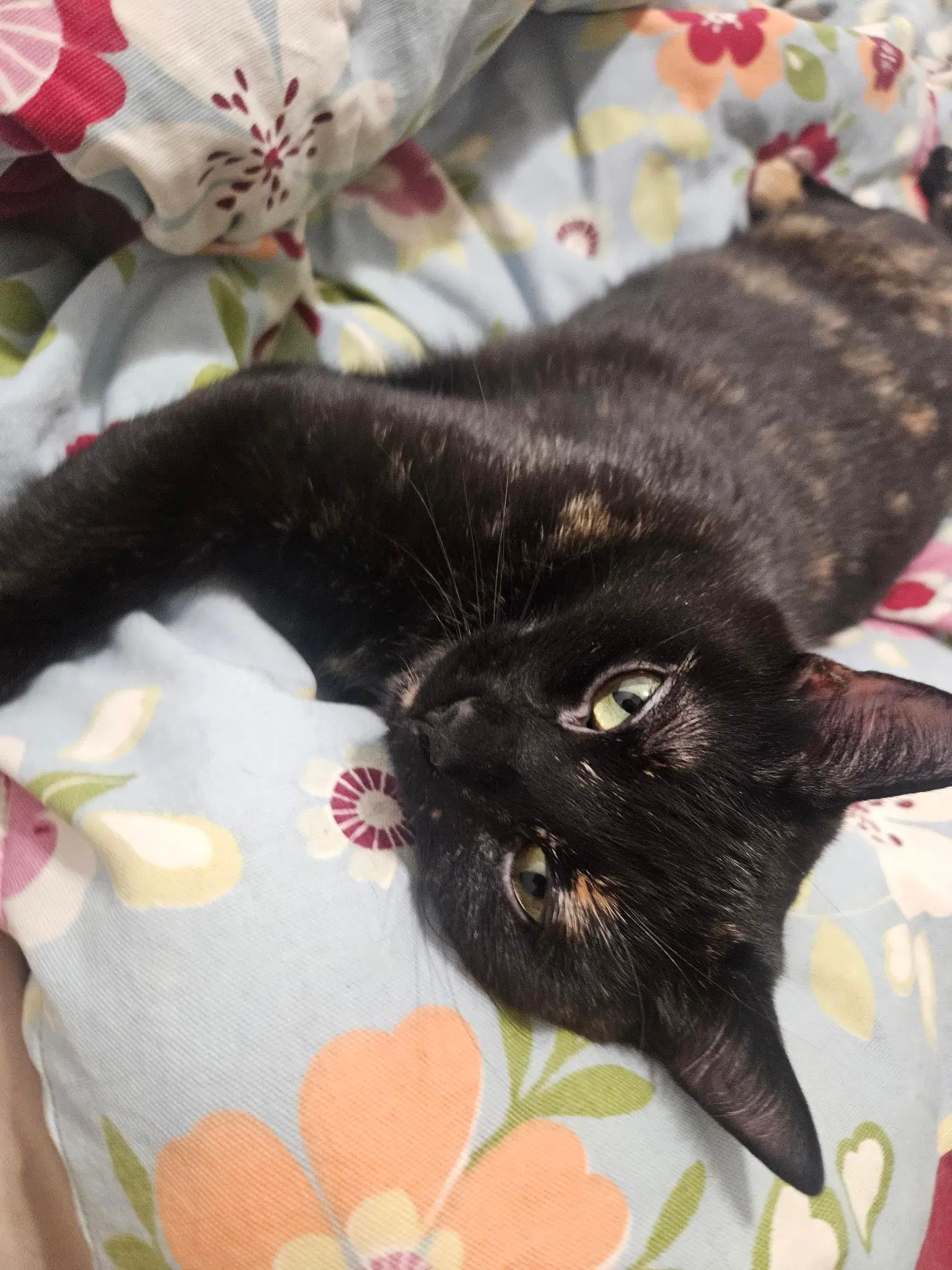 Nesta - Domestic Short Hair
