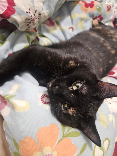Nesta, a cat for adoption from Animal Rescue Network / Reseau Secours Animal