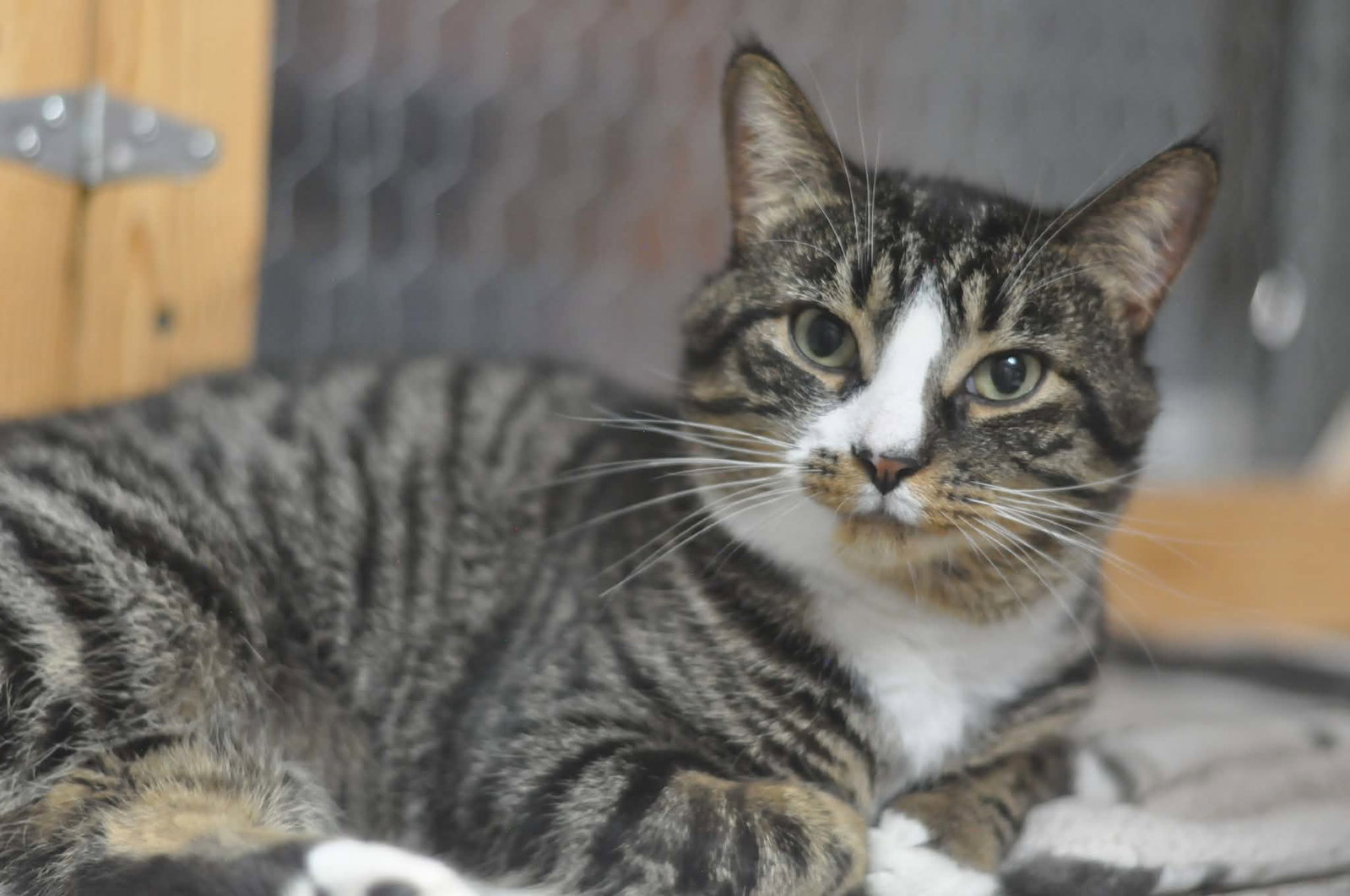 Zion, Domestic Short Hair