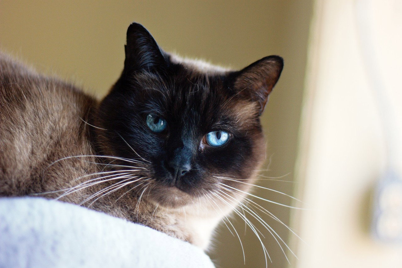 Moustache, Siamese