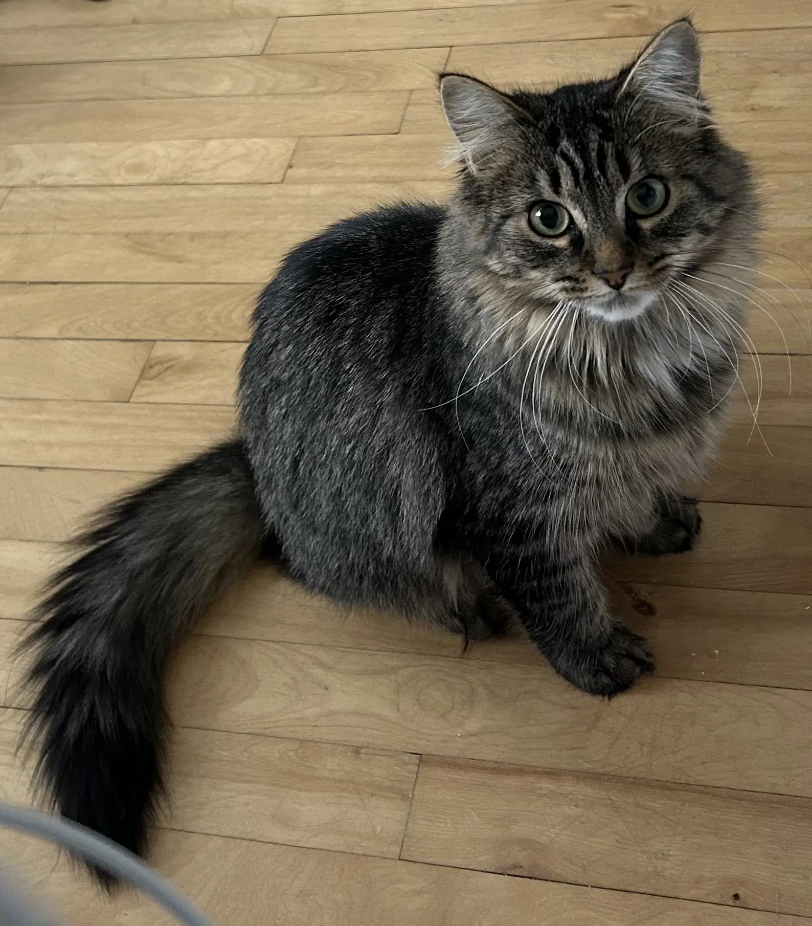 Ollie - Domestic Medium Hair