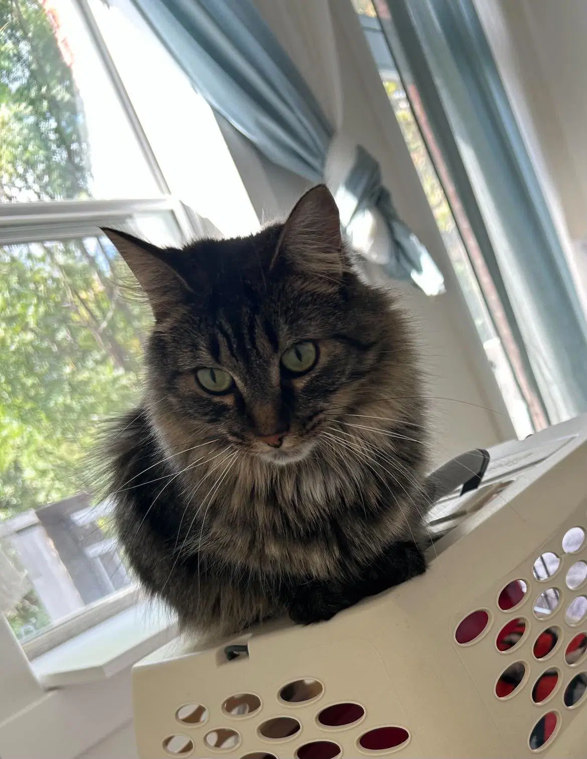 Ollie image 3