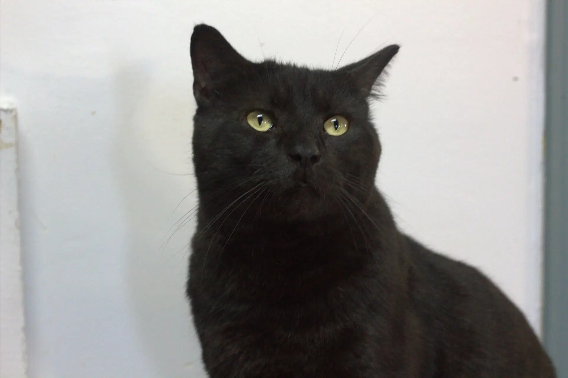 Michka - Domestic Short Hair