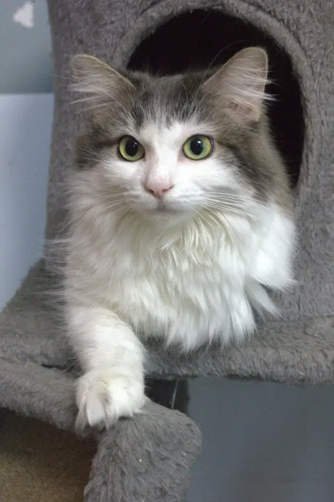 Lily - Domestic Long Hair