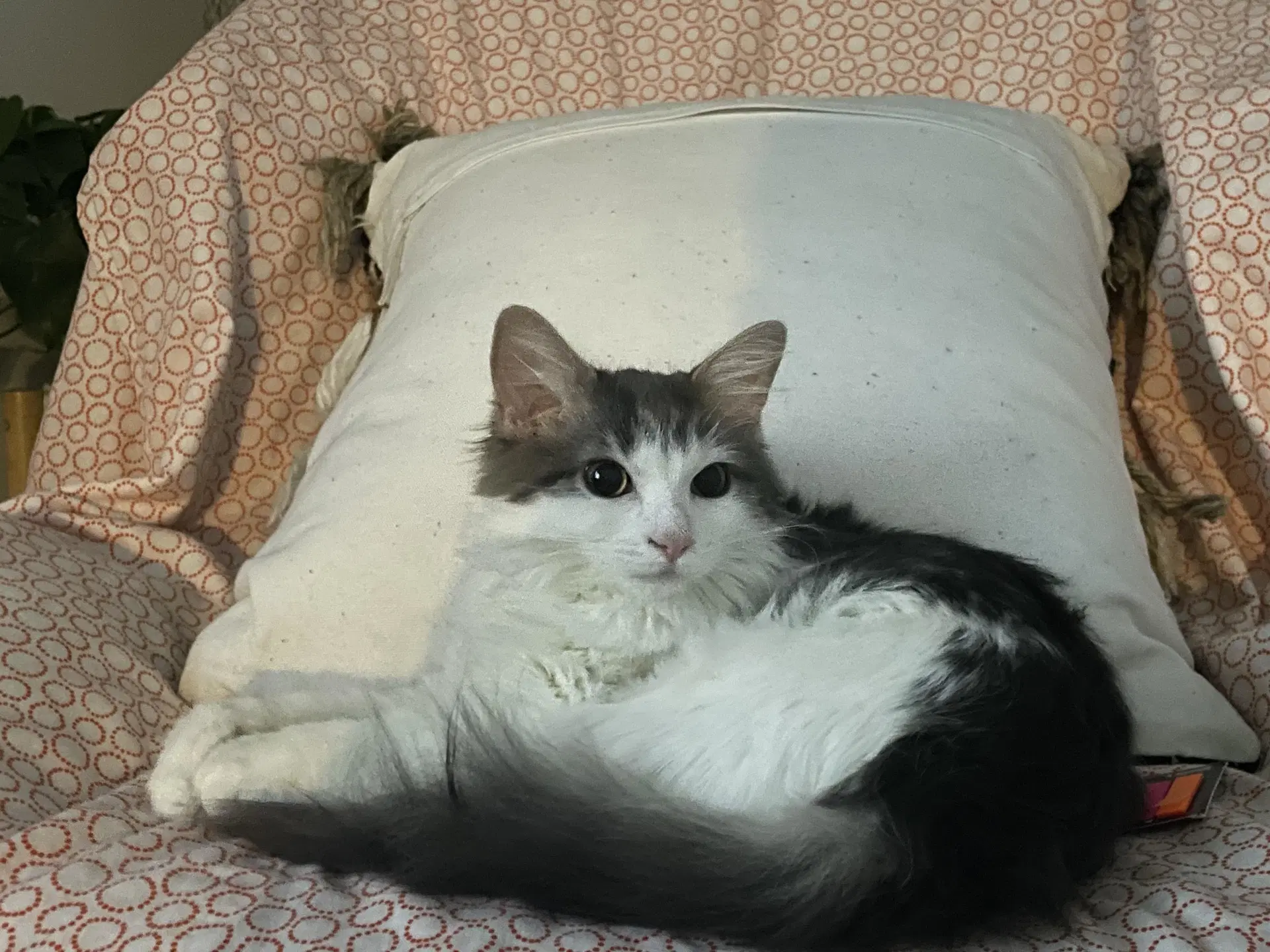 Lily image 3
