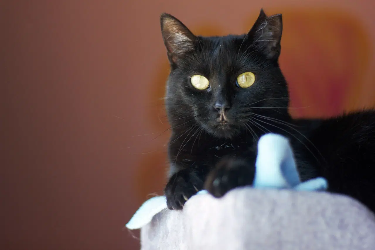 Olivia - Domestic Short Hair