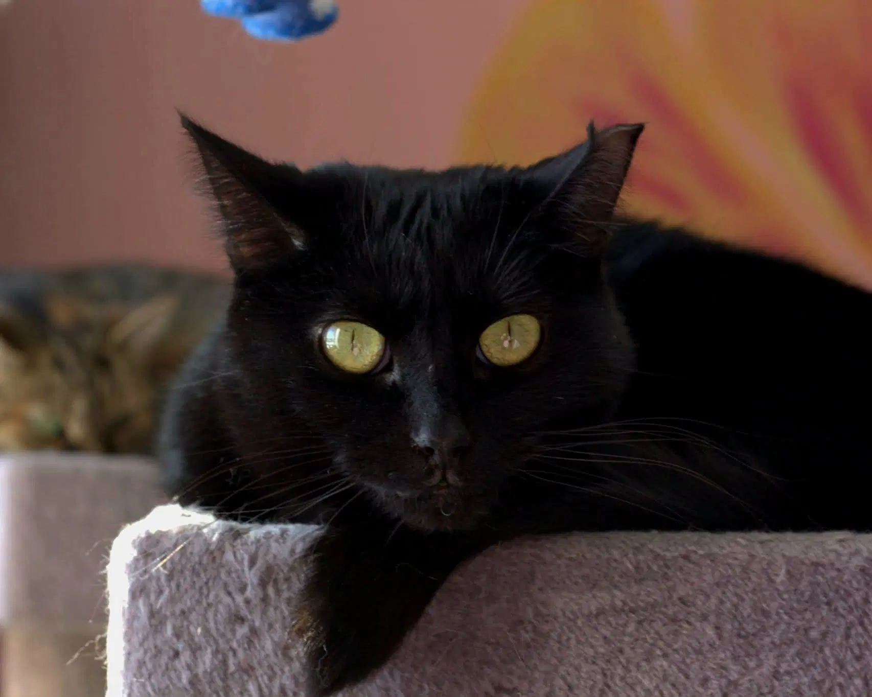 Olivia image 3