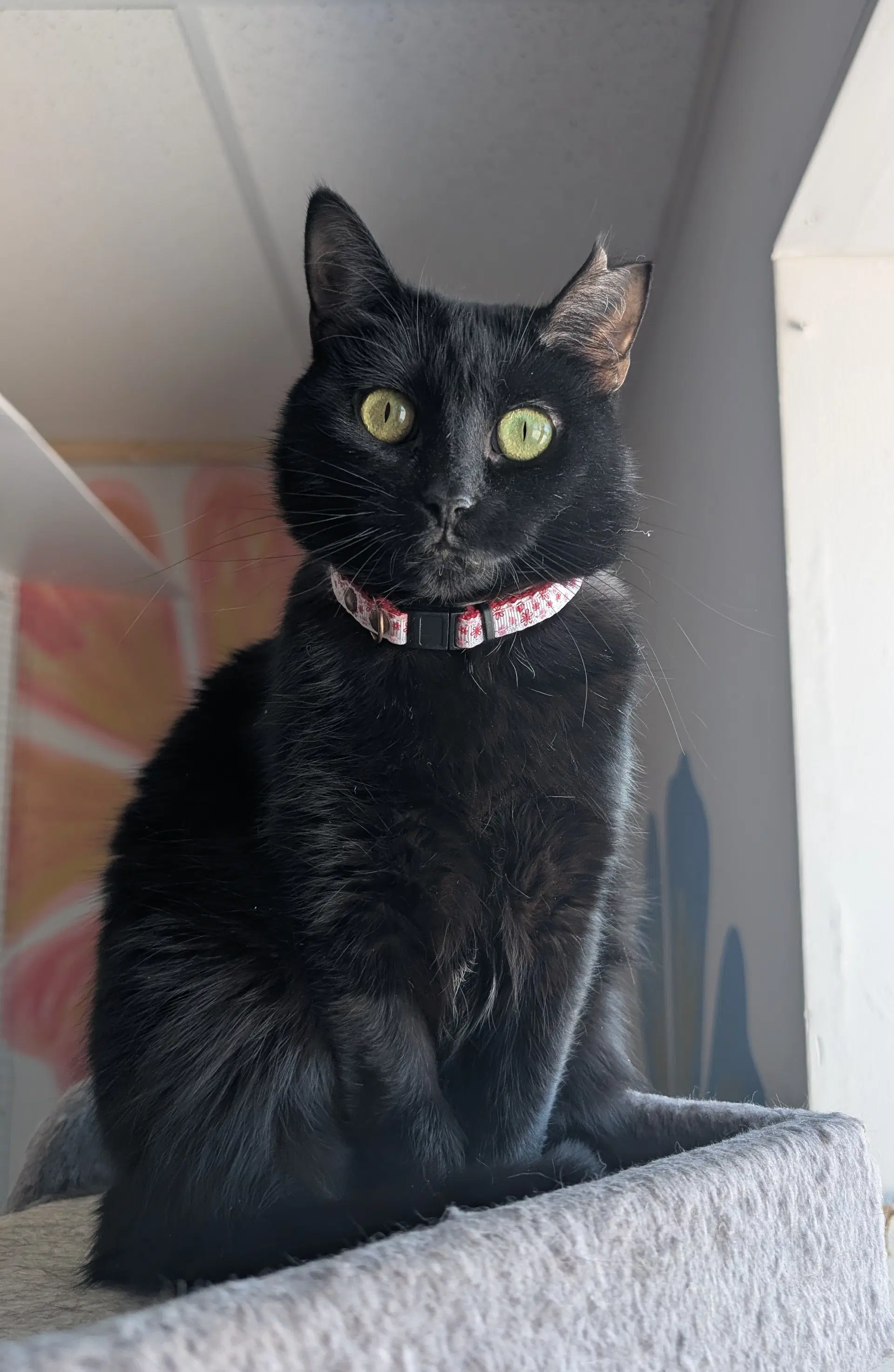 Olivia image 4