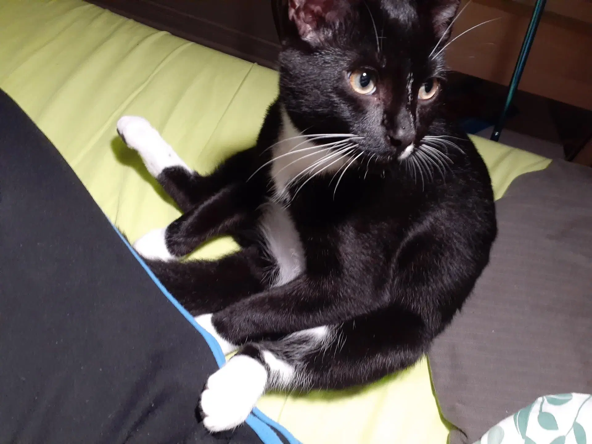 Banjo - Domestic Short Hair