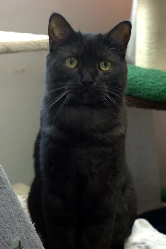 Rubis - Domestic Short Hair