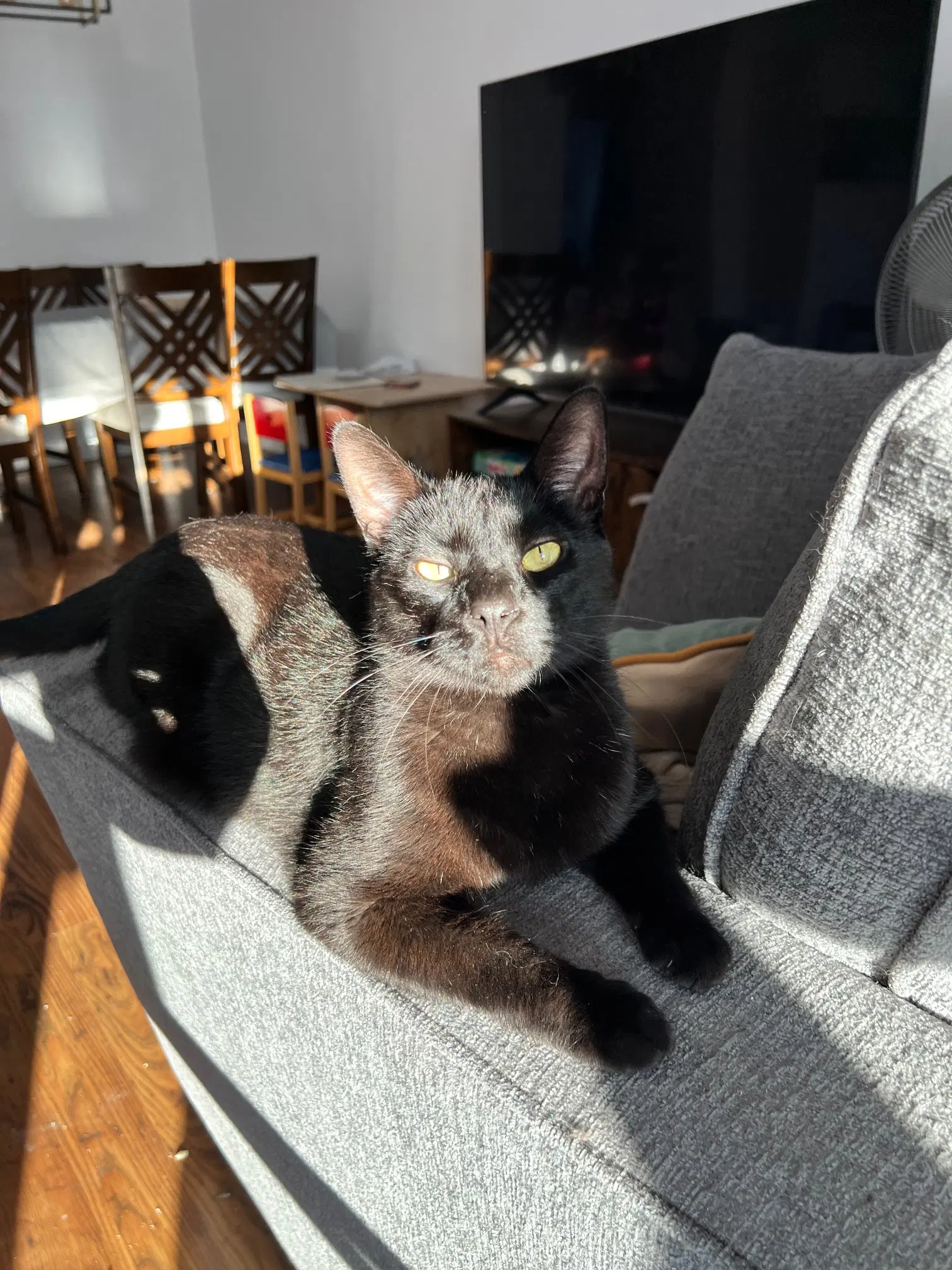 Draco - Domestic Short Hair