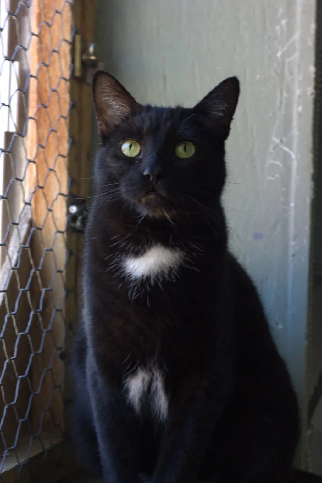 Ripou - Domestic Short Hair