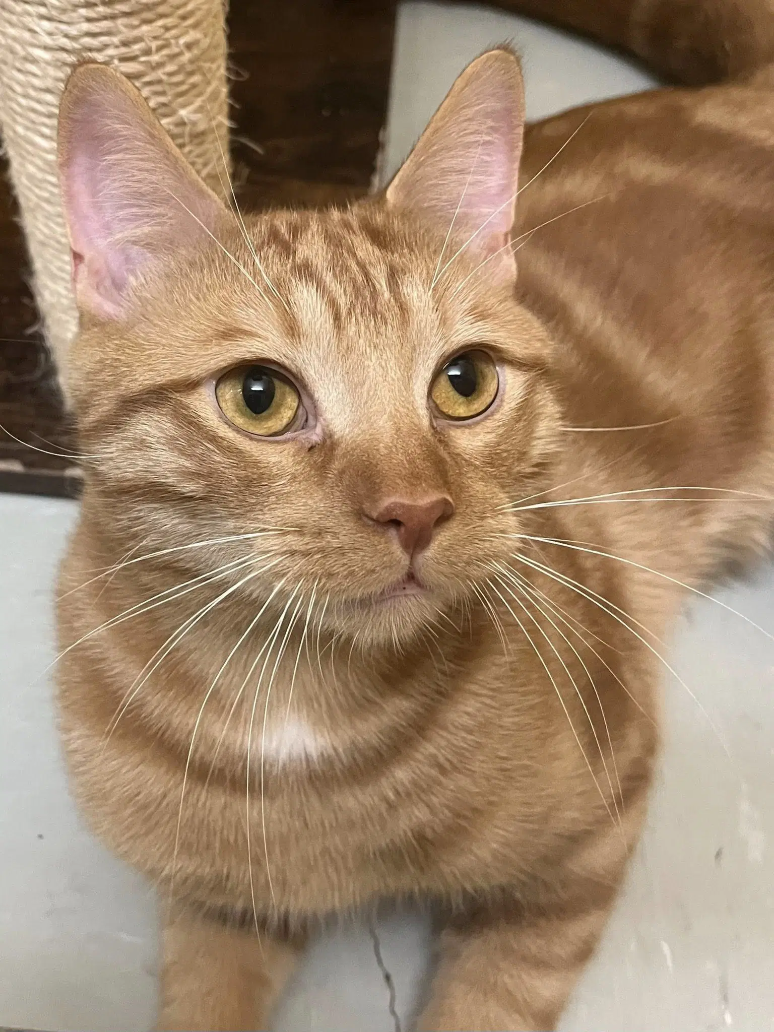 Flix - Domestic Short Hair