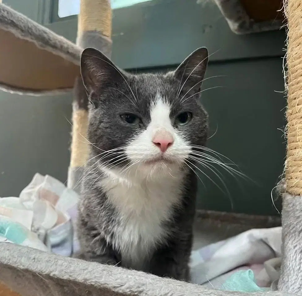 Ursule - Domestic Short Hair