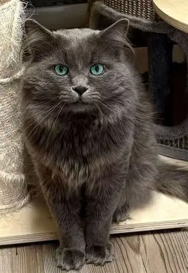 Franois - Domestic Medium Hair