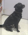 Zorro