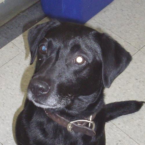 Zorro