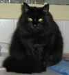 Salem