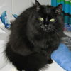 Salem