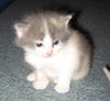 Daisie