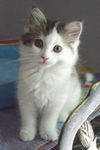 Eloise