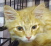 Dewey