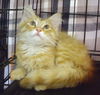 Dewey
