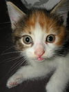Miss Meow