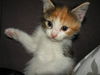 Miss Meow