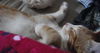 Charlie