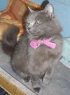 Georgie-Girl