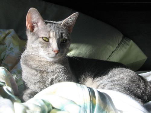Willow