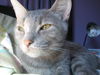 Willow