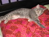 Willow