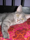 Willow