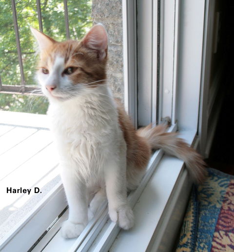 Harley