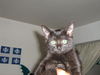 Salem