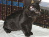 Salem