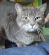 Chela