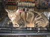 Babette
