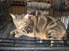 Babette
